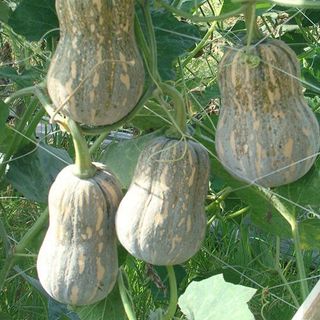 Hạt giống Bí Đỏ Hồ Lô (10 HẠT/BAO)