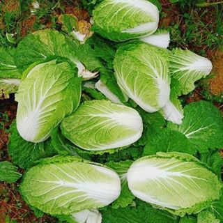 Hạt giống Cải Thảo chịu nhiệt (1 GRAM/BAO)
