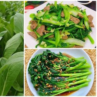 Hạt giống rau Cải Ngồng (20 GRAM/BAO)