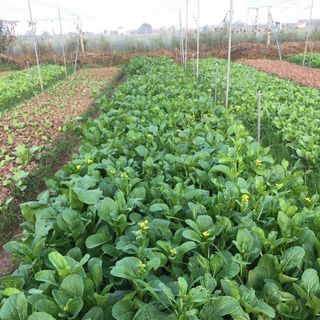 Hạt giống rau Cải Ngồng (20 GRAM/BAO)