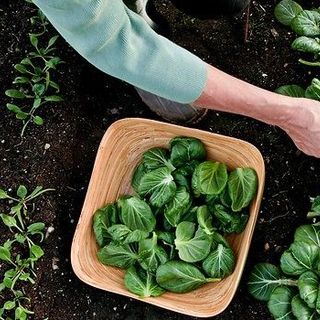 Hạt giống rau Cải Hoa Hồng (2 GRAM/BAO)