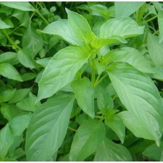 Hạt giống rau É Trắng (Húng Trắng Thơm, Húng Lông, Húng Quế Lông), 2 GRAM/BAO