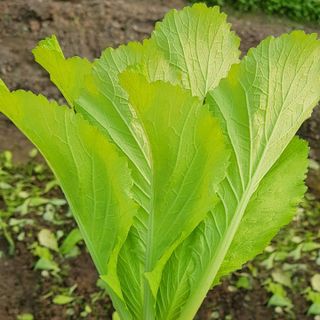 Hạt giống rau Cải Bẹ vàng ngọt (20 GRAM/BAO)