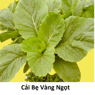 Hạt giống rau Cải Bẹ vàng ngọt (20 GRAM/BAO)