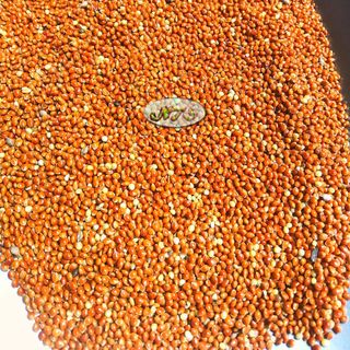 Hạt kê đỏ lớn dùng làm hạt trộn cho yến phụng, vẹt, bồ câu, cu gáy, ngũ cốc gà đá giá sỉ
