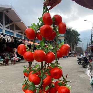 Dây nông sản