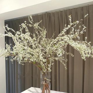Hoa tuyết mai ngủ đông