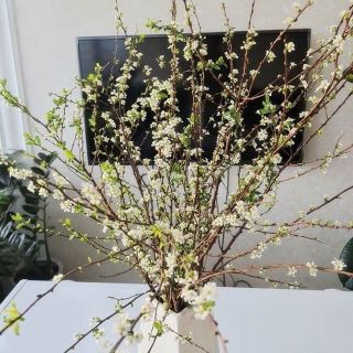Hoa tuyết mai ngủ đông
