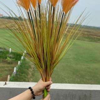 Cành lau 5 bông