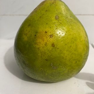 BƯỞI ĐƯỜNG CAM TÂN TRIỀU