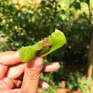 MỨT KIWI SẤY DẺO CHUA NGỌT HÀI HÒA 500G - WINNIE HOUSE