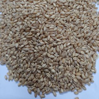 SỈ bao 10kg hạt giống Cỏ lúa mì Châu Âu nảy mầm đều khỏe đạt năng suất