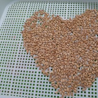 SỈ bao 10kg hạt giống Cỏ lúa mì Châu Âu nảy mầm đều khỏe đạt năng suất