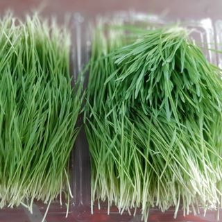 SỈ bao 10kg hạt giống Cỏ lúa mì Châu Âu nảy mầm đều khỏe đạt năng suất