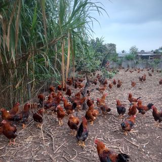 Gà thiến thả vườn