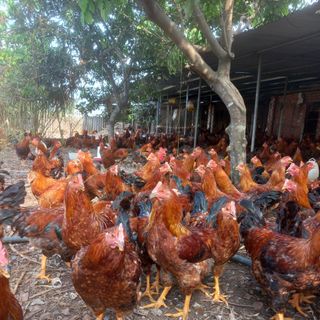 Gà thiến thả vườn