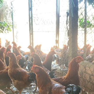 Gà thiến thả vườn