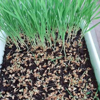 Sỉ Cỏ lúa mì tươi hữu cơ nhà trồng