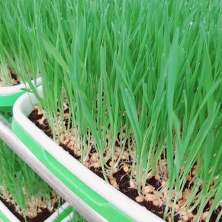 Sỉ Cỏ lúa mì tươi hữu cơ nhà trồng