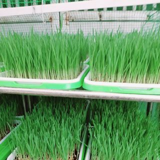 Sỉ Cỏ lúa mì tươi hữu cơ nhà trồng