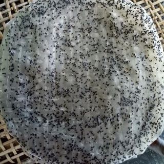 Bánh tráng nướng mè đen tây ninh 50 cái bánh dầy