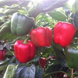 Hạt giống ớt chuông, mix màu