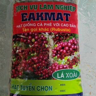 Hạt giống cafe lá xoài - chuẩn giống giá sỉ