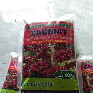 Hạt giống cafe lá xoài - chuẩn giống