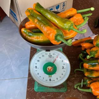 Hạt giống ớt ngọt nhập khẩu sỉ, lê