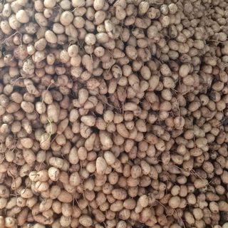 CỦ LÙN MIỀN TÂY