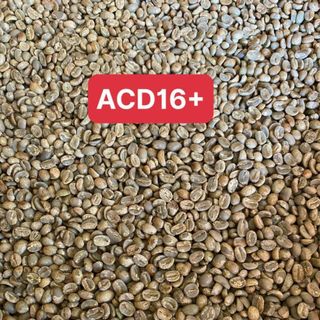 Cà phê nhân xanh Arabica CBU Cầu Đất s16+