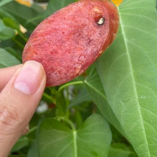 LẠP XƯỞNG TƯƠI GIÁ SỈ - CAI LẬY, TIỀN GIANG