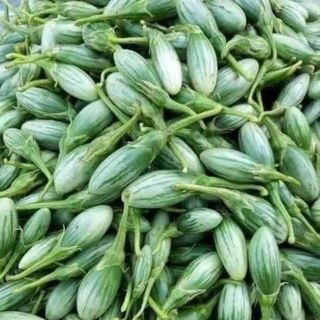 Hạt giống cà dừa - sỉ lẻ cả nhà ơi