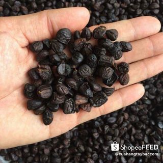 Hạt dổi rừng tây bắc