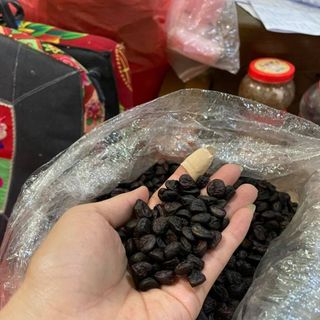 Hạt dổi rừng tây bắc