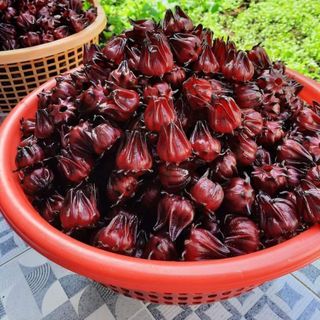 Hạt giống atiso đỏ