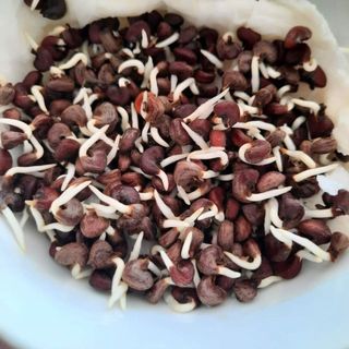 Hạt giống atiso đỏ