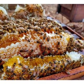Mật ong hoa cà phê