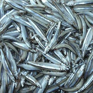 CÁ CƠM THAN SIZE 5/7 CM/CON, MB10, BLOCK 5KG, SỈ TỪ 10KG