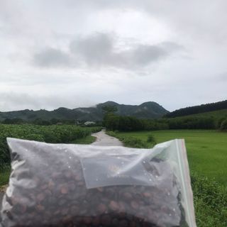 Hạt Dổi Nếp Rừng