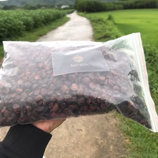 Hạt Dổi Nếp Rừng