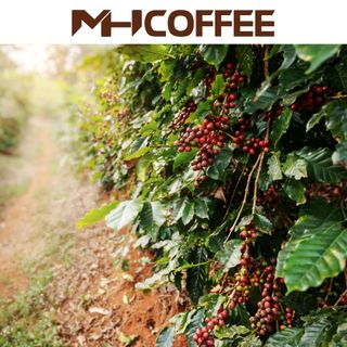 CÀ PHÊ HẠT ARABICA RANG MỘC SÀN 18 CAO CẤP