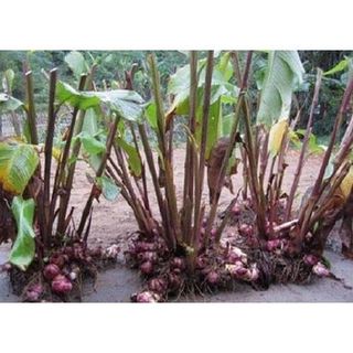 [ SỈ ] [HÀNG LOẠI 1] 1KG Miến Dong Hà Nội Đặc Sản Miến Làng So ĐẶC SẢN MIẾN DONG SẠCH 100% Miến Dong Nguyên Chất
