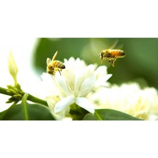 1 Lít Mật ong hoa cà phê nguyên chất - Mật ong Tây nguyên - thương hiệu mật ong thật giá trị thật - mật Ong Honey giá sỉ