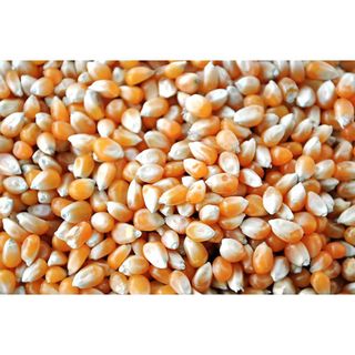 1KG BẮP RANG BƠ / NGÔ MỸ NỔ/ BẮP NỔ BỎNG/ NGÔ NỔ BỎNG/ BẮP MỸ NỔ (HẠT CHƯA CHẾ BIẾN) _ Bắp Hạt Nhập Khẩu Mỹ