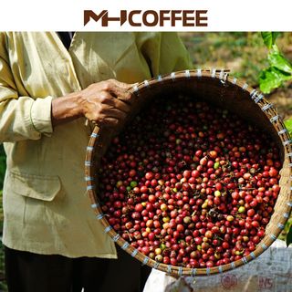 CÀ PHÊ HẠT ROBUSTA GIÁ SỈ