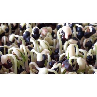 [HCM] 1KG ĐẬU ĐEN XANH LÒNG NGUYÊN HẠT HÀNG CHUẨN ĐẸP _ XANH LÒNG HẠT TO _XANH LÒNG 100%_Nấu xôi, nấu cháo, nấu chè