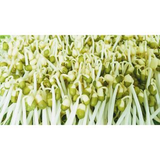 ĐẬU XANH NGUYÊN HẠT/ ĐỖ XANH NGUYÊN HẠT HÀNG CHUẨN ĐẸP 1KG _ Nấu xôi, nấu cháo, nấu chè, làm bánh, làm giá đỗ, làm ngũ c
