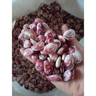 1Kg Đậu Ngự (Đỗ Ngự) chuẩn Sạch Thuần Chủng Loại 1 Ngon Bở _ Nấu xôi, nấu cháo, nấu chè, làm bánh, làm mứt, làm ngũ cốc