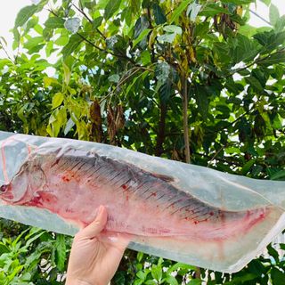 CÁ THÁC LÁC RÚT XƯƠNG SET 3 CON TƯƠI NGON